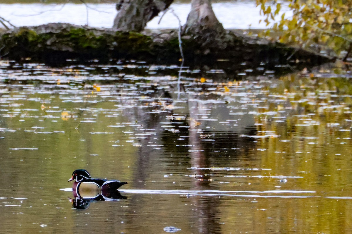 Wood Duck - ML644917541