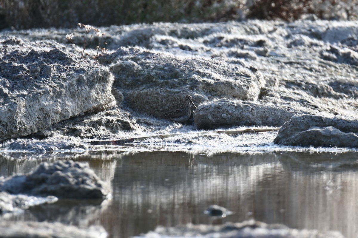 Common Snipe - ML644917545