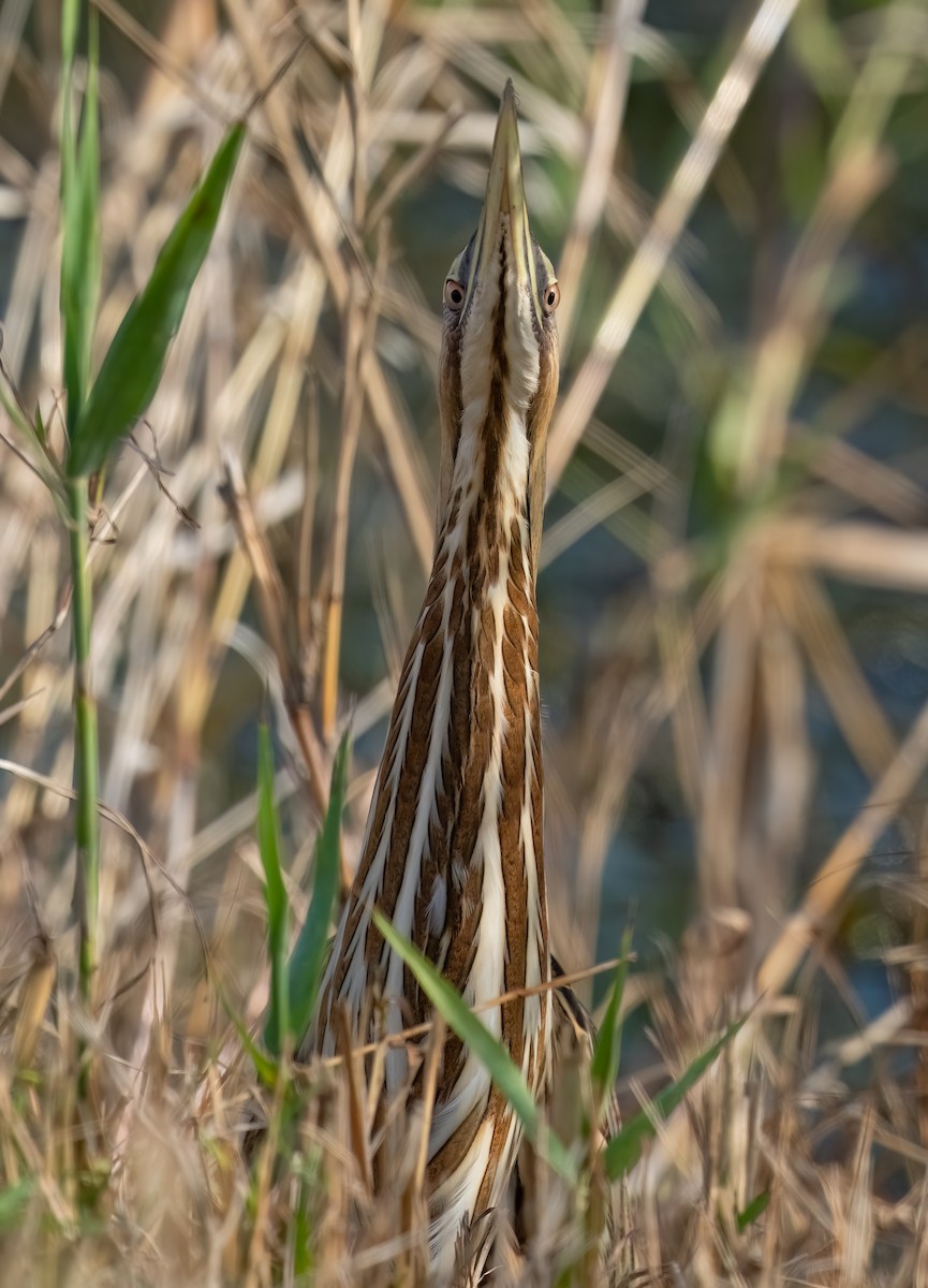 American Bittern - ML644917563