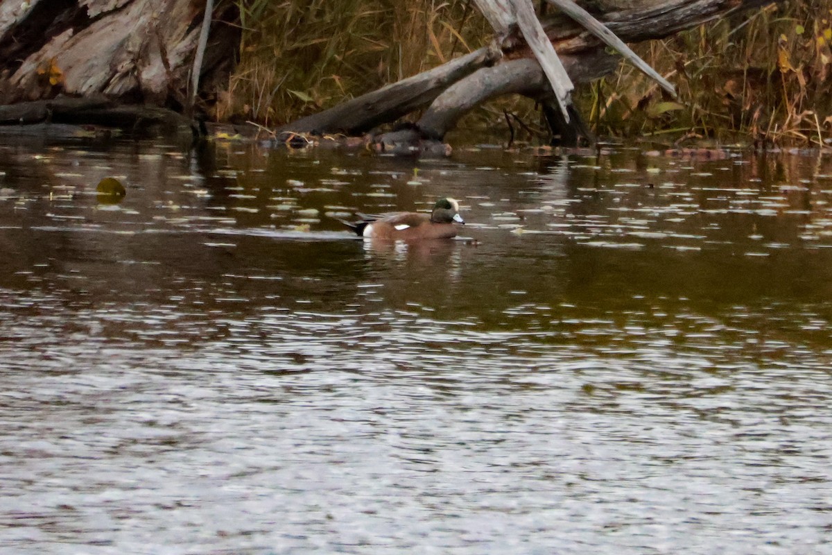 American Wigeon - ML644917566