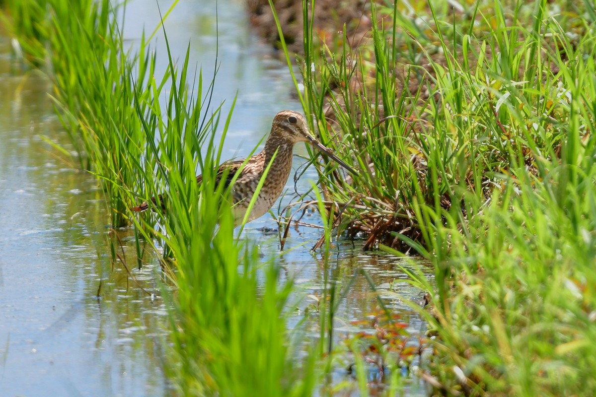 Swinhoe's/Pin-tailed Snipe - ML644917581