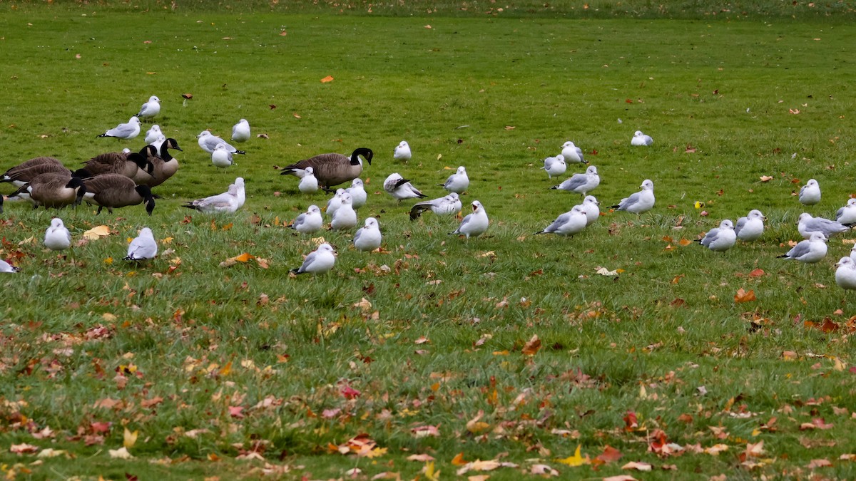 Ring-billed Gull - ML644917588