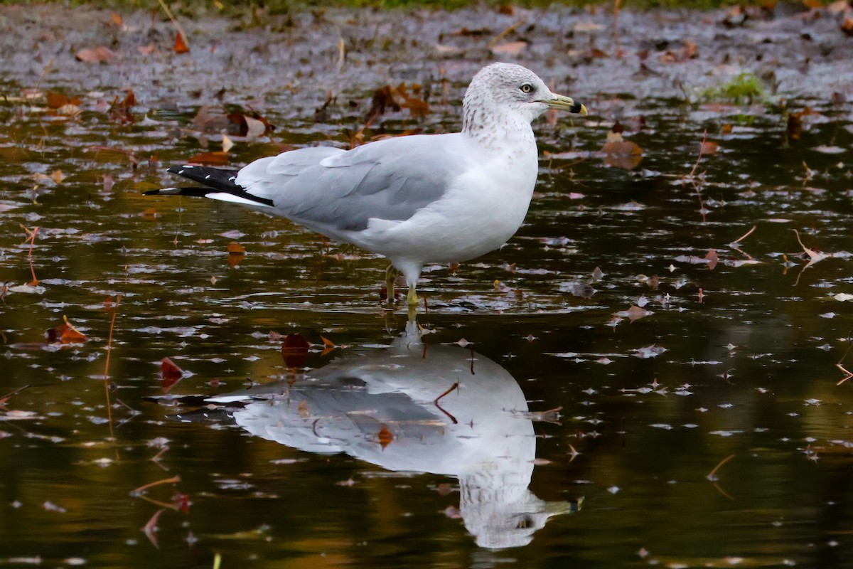 Ring-billed Gull - ML644917589