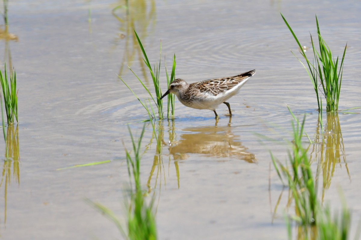 Long-toed Stint - ML644917601