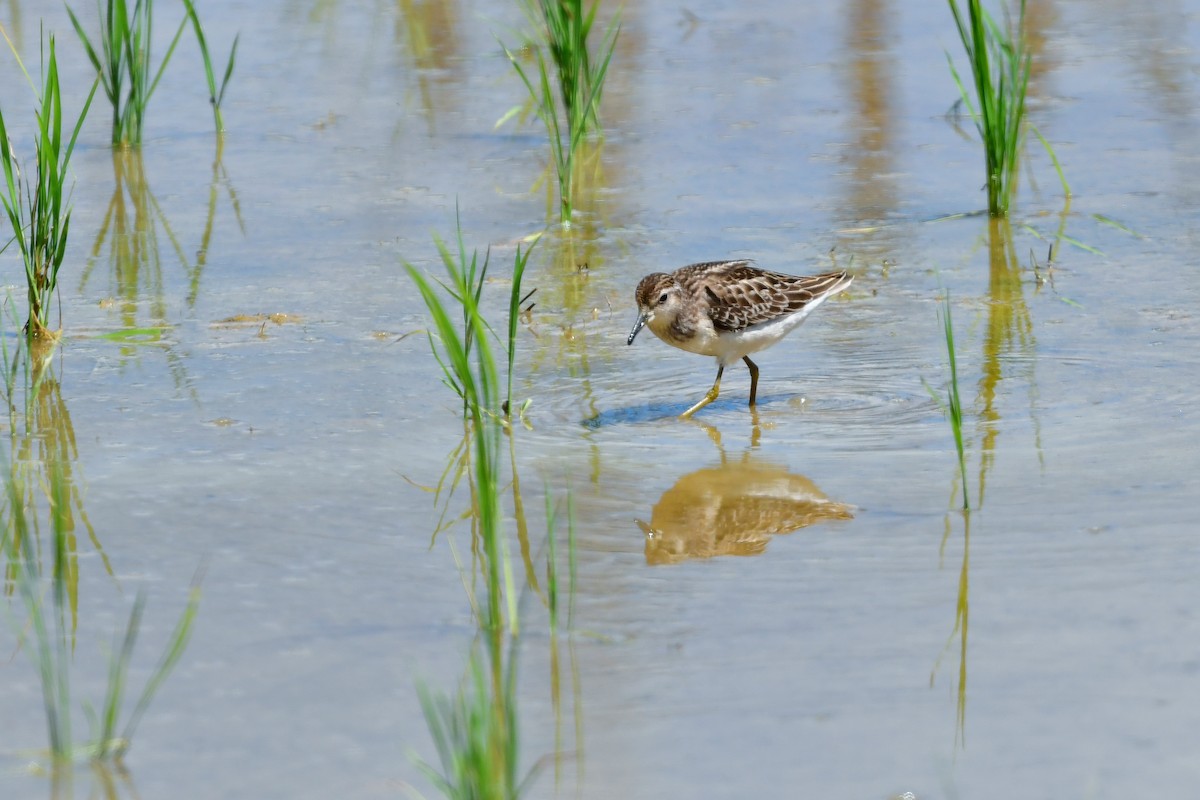 Long-toed Stint - ML644917602