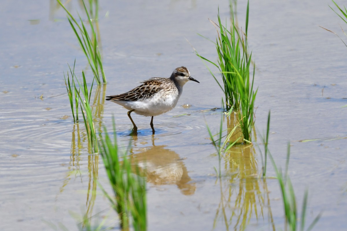 Long-toed Stint - ML644917603