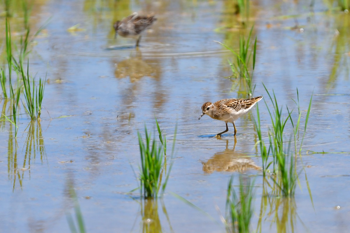 Long-toed Stint - ML644917604