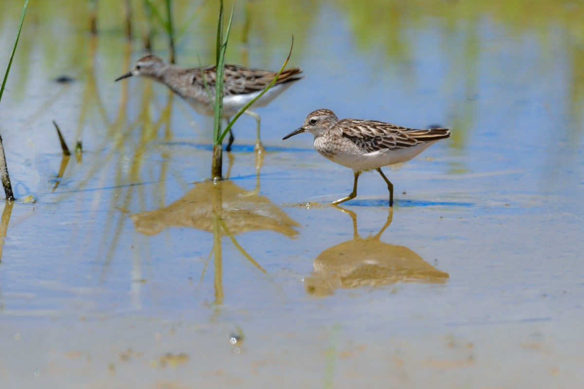 Long-toed Stint - ML644917605