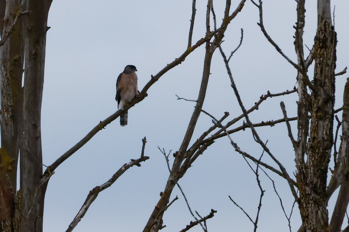 Cooper's Hawk - ML644917611