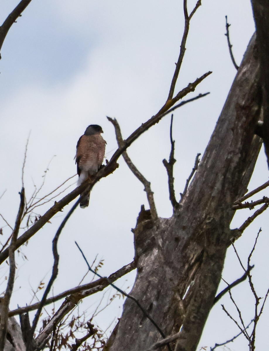 Cooper's Hawk - ML644917612