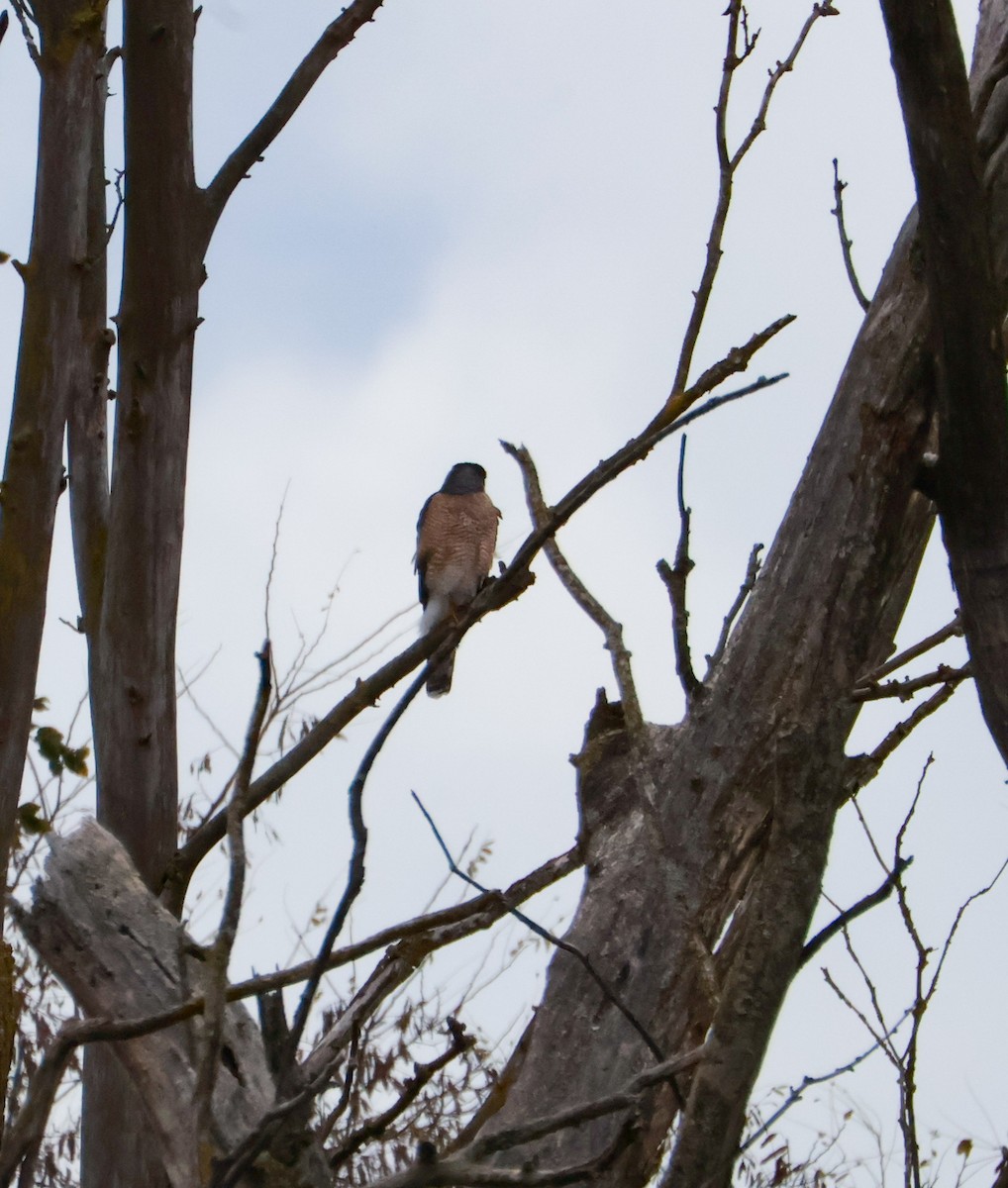 Cooper's Hawk - ML644917613