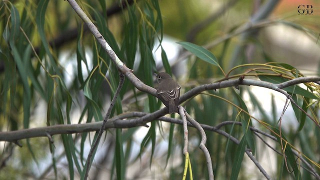 Дагуурын намнаахай - ML644917629