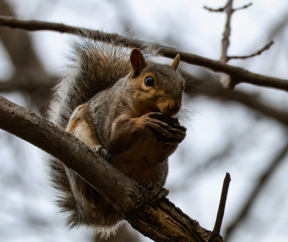 Animals - ML644917637