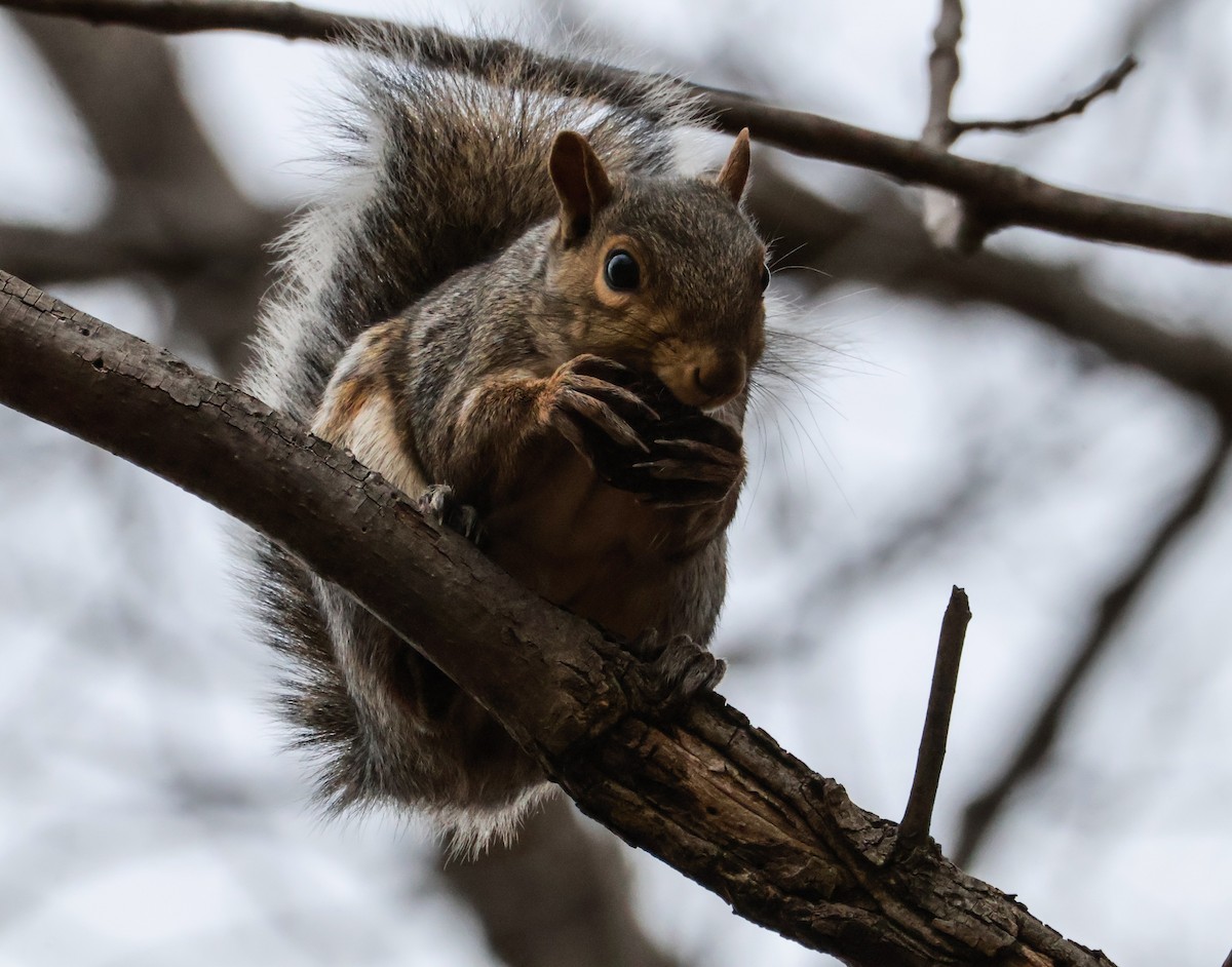 Animals - ML644917638