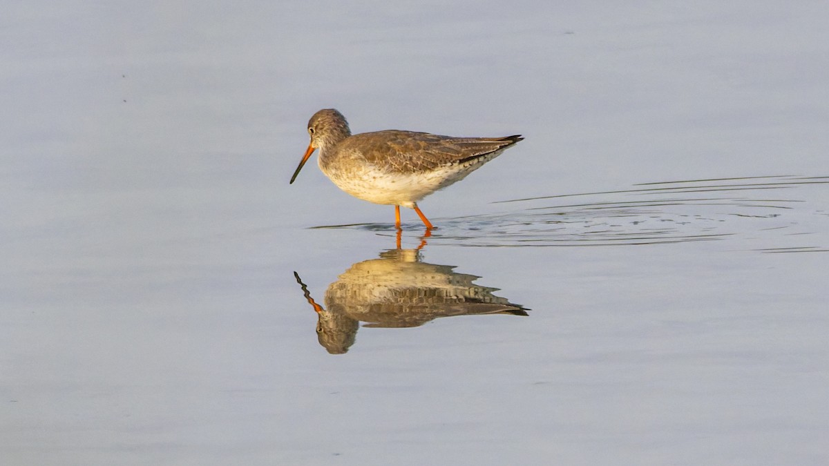 Common Redshank - ML644917654