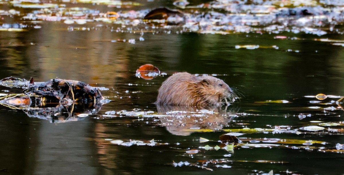 Animals - ML644917679