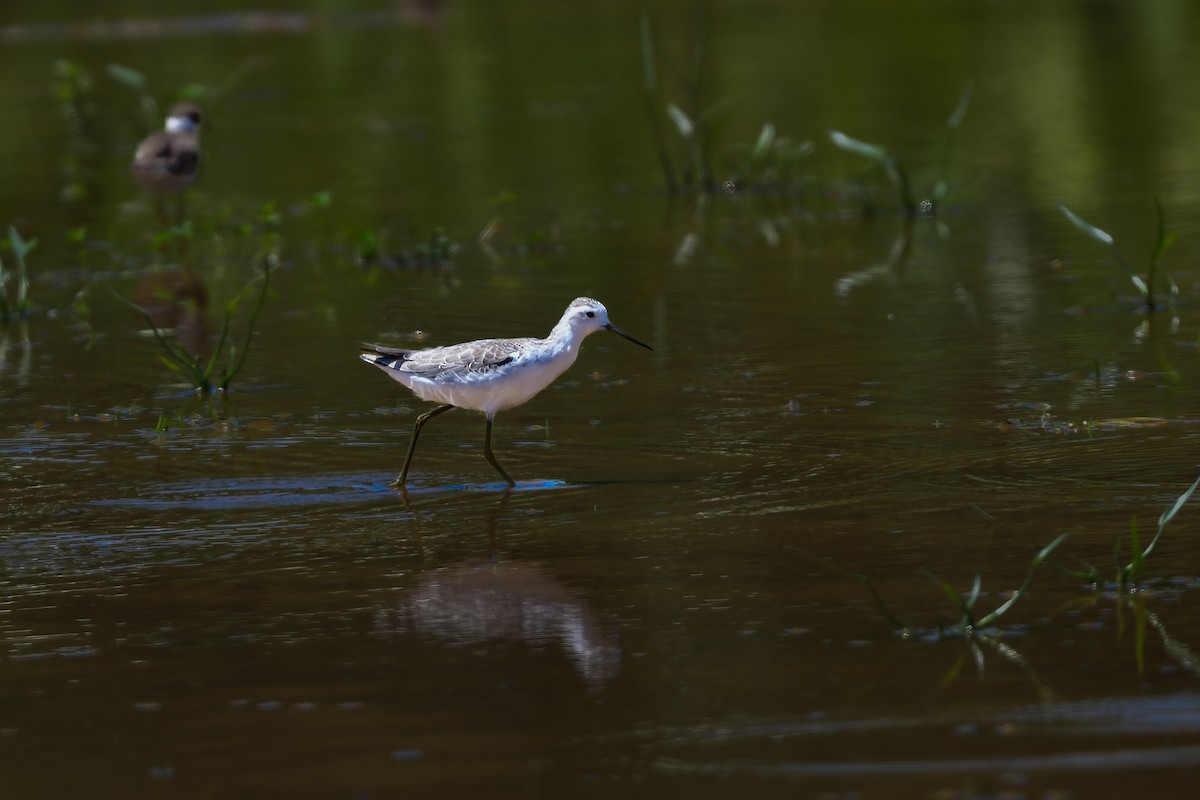 Marsh Sandpiper - ML644917683