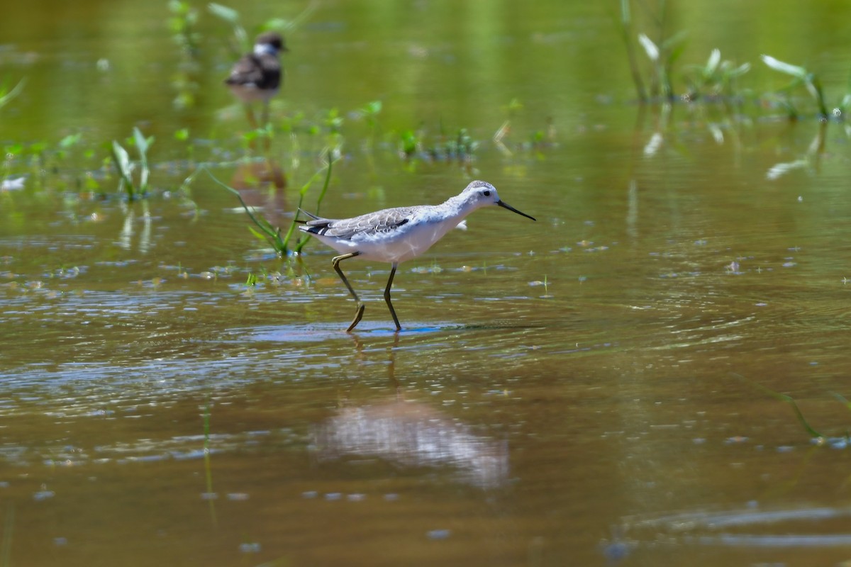 Marsh Sandpiper - ML644917684