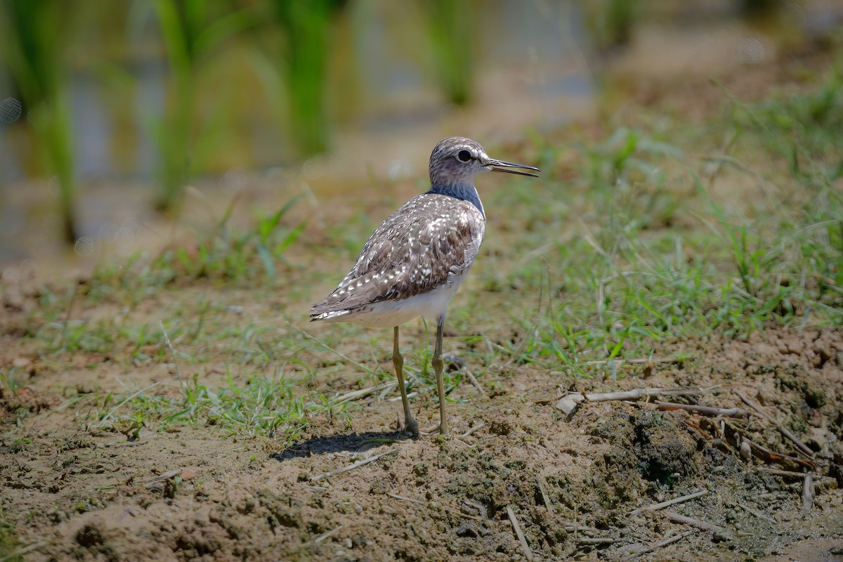 Wood Sandpiper - ML644917688