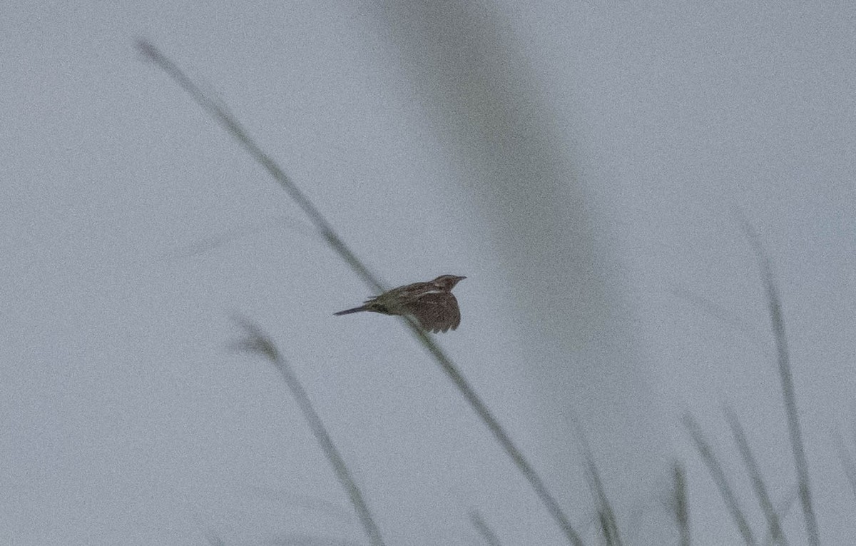 Rosy-throated Longclaw - ML644917726