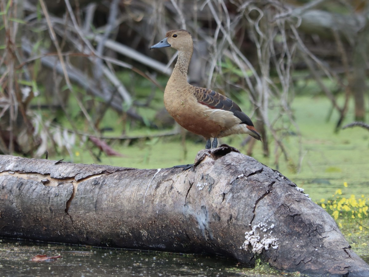 Малая древесная утка - ML644917730