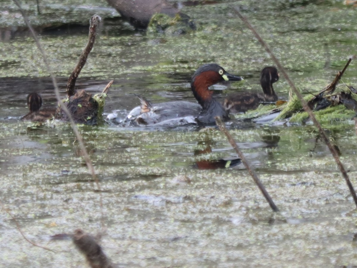 Малая поганка - ML644917737