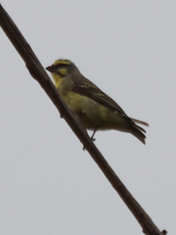 Мозамбикский канареечник - ML644917745