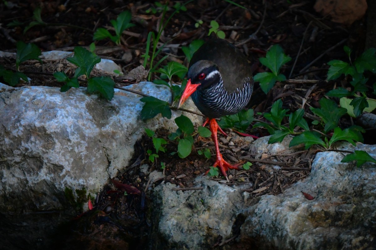 Okinawa Rail - ML644917756