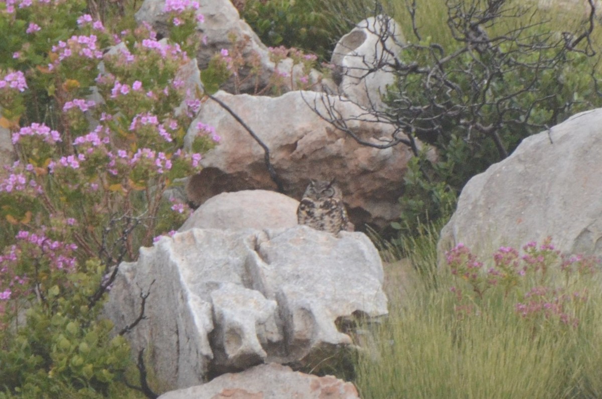 Cape Eagle-Owl - ML644917763