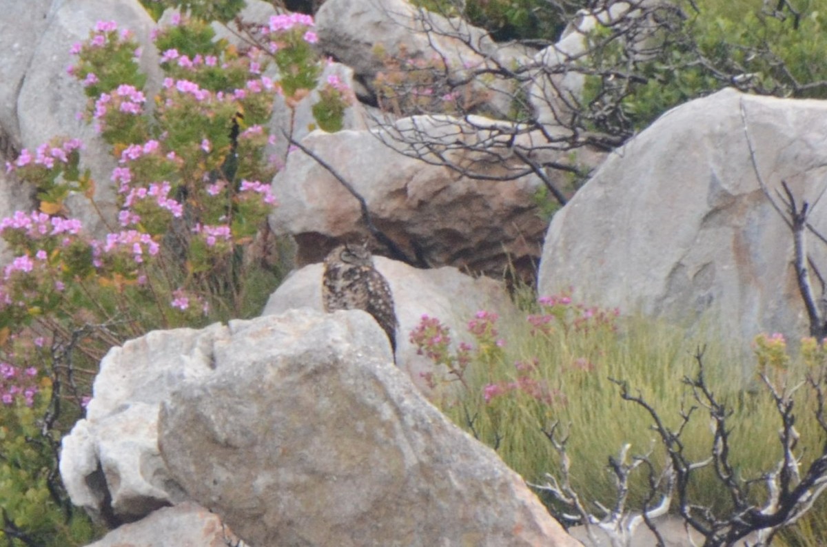 Cape Eagle-Owl - ML644917769