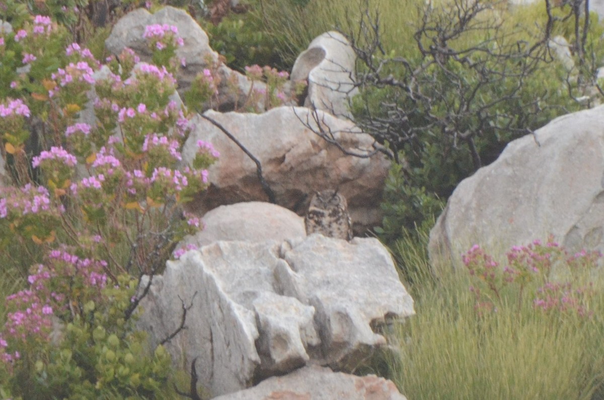 Cape Eagle-Owl - ML644917784