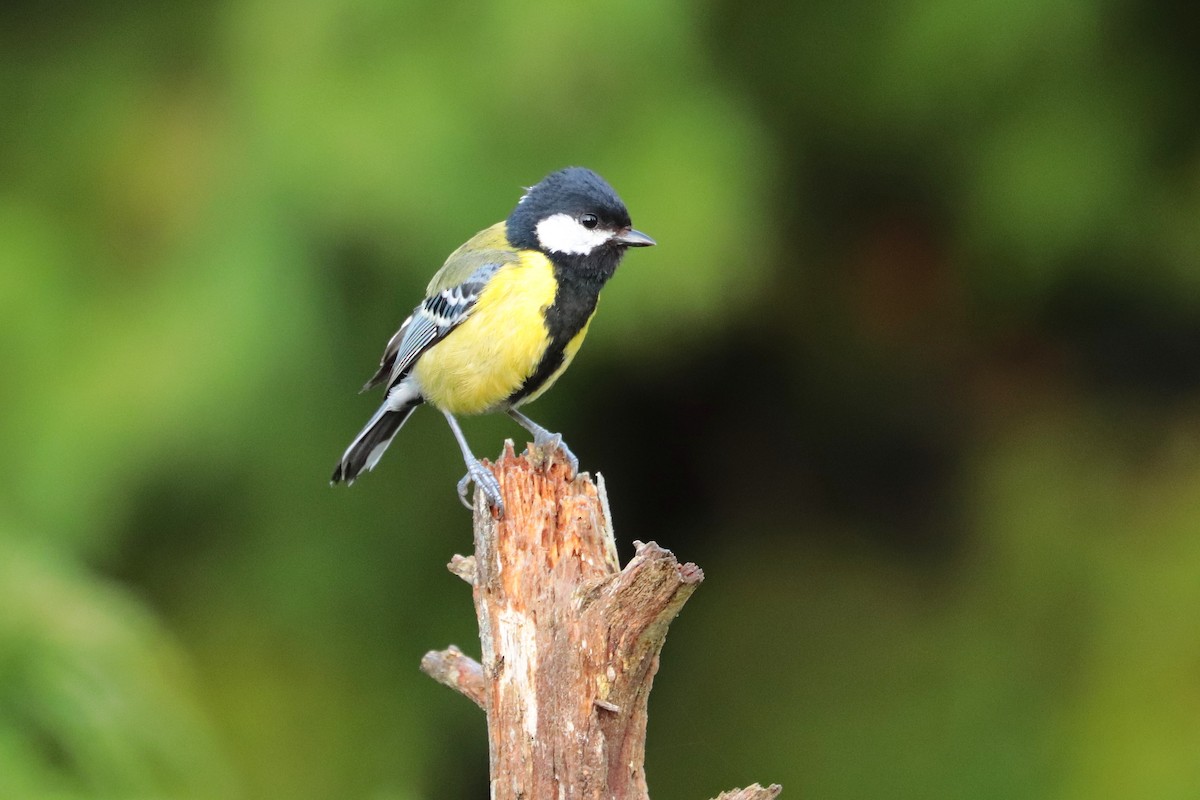 Carbonero Dorsiverde - ML644917813