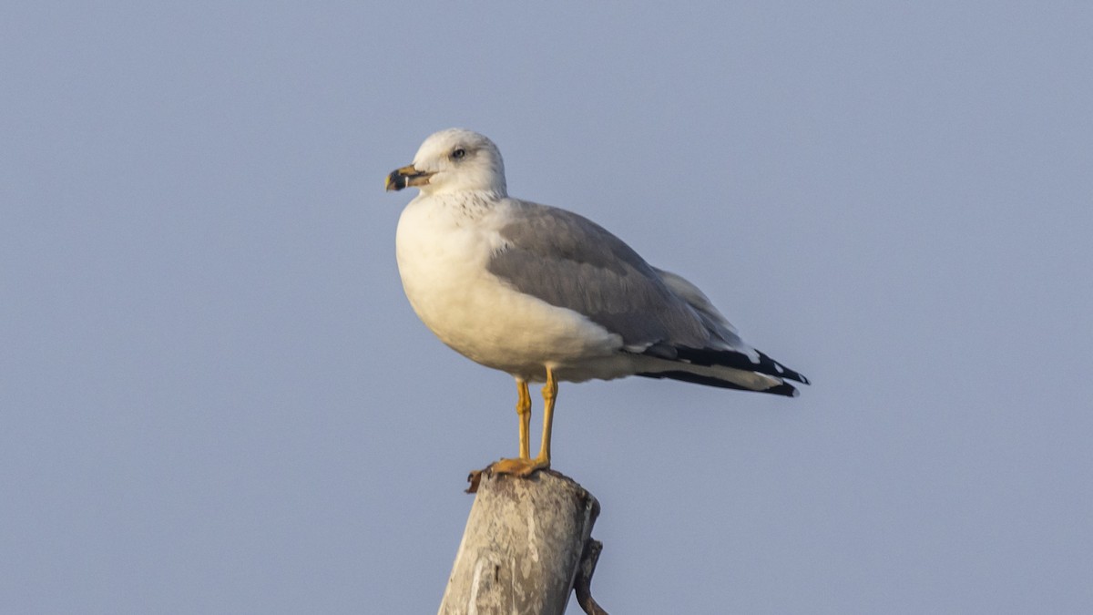 Armenian Gull - ML644917834