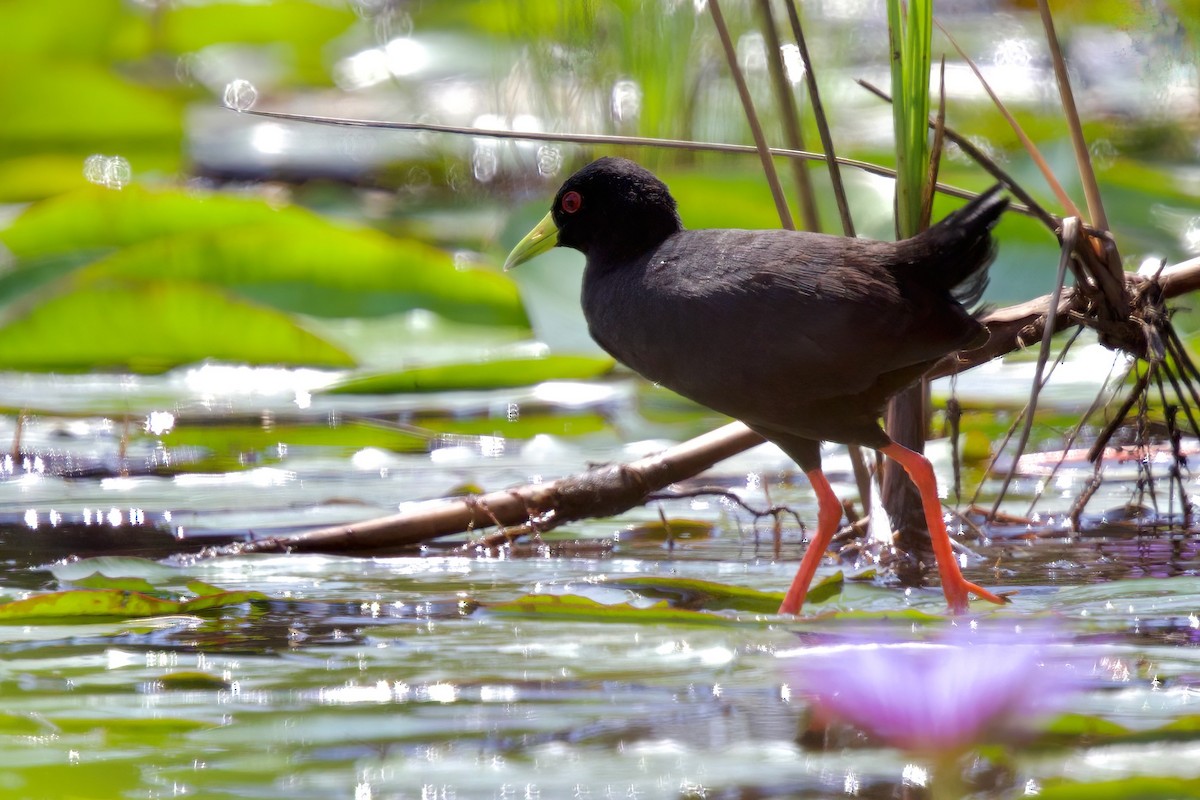 Black Crake - ML644917842