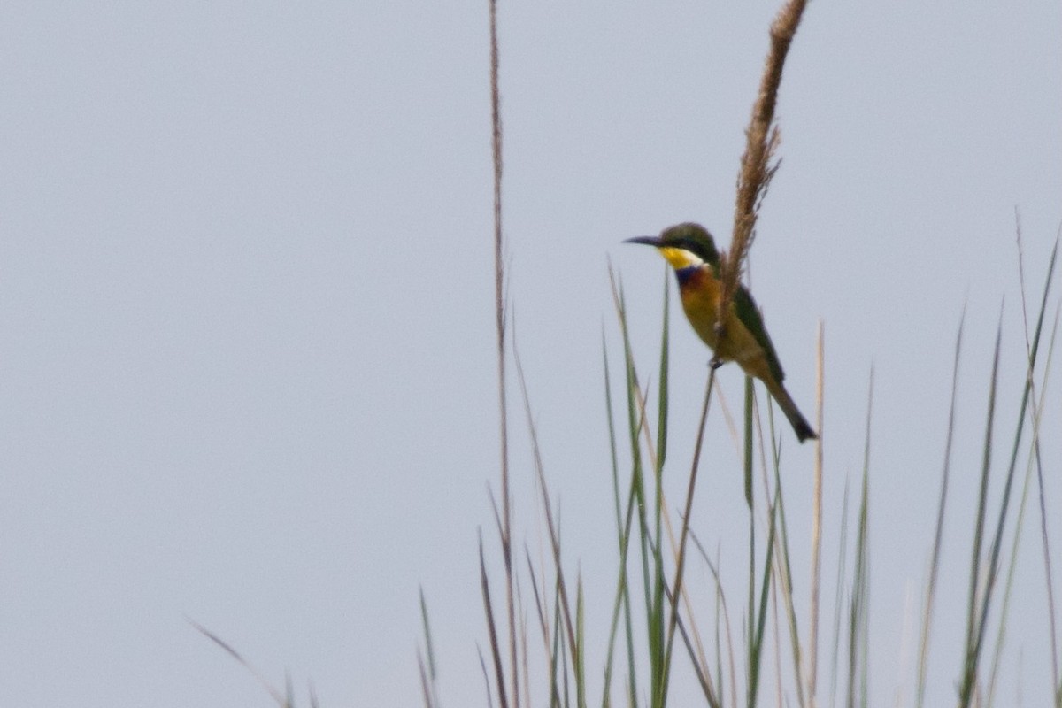 Blue-breasted Bee-eater - ML644917845
