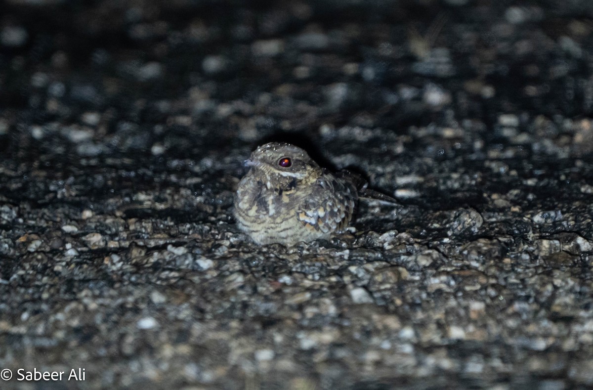 Hint Çobanaldatanı - ML644917881