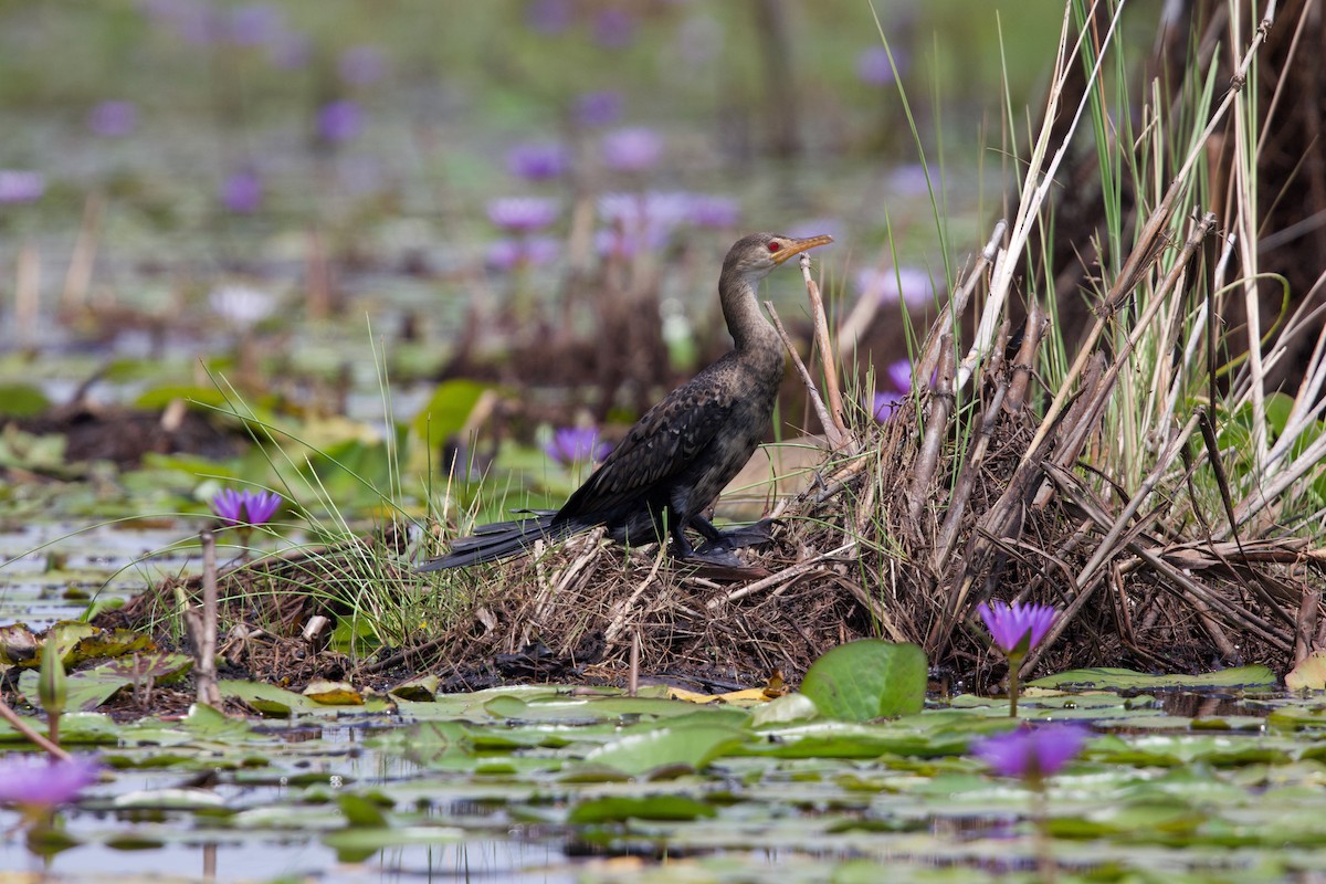 kormorán dlouhoocasý - ML644917905