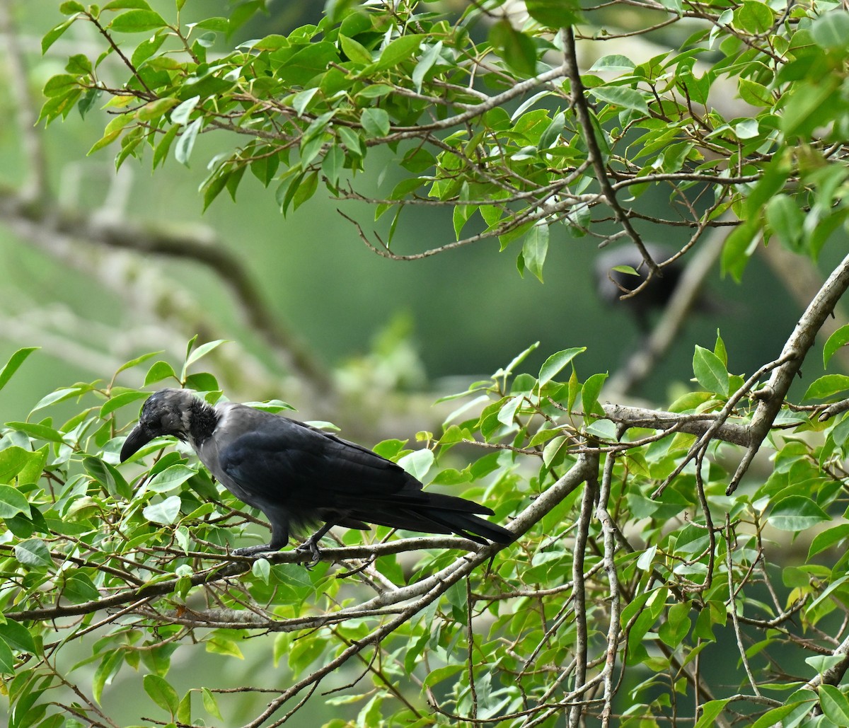 Домовая ворона - ML644917915