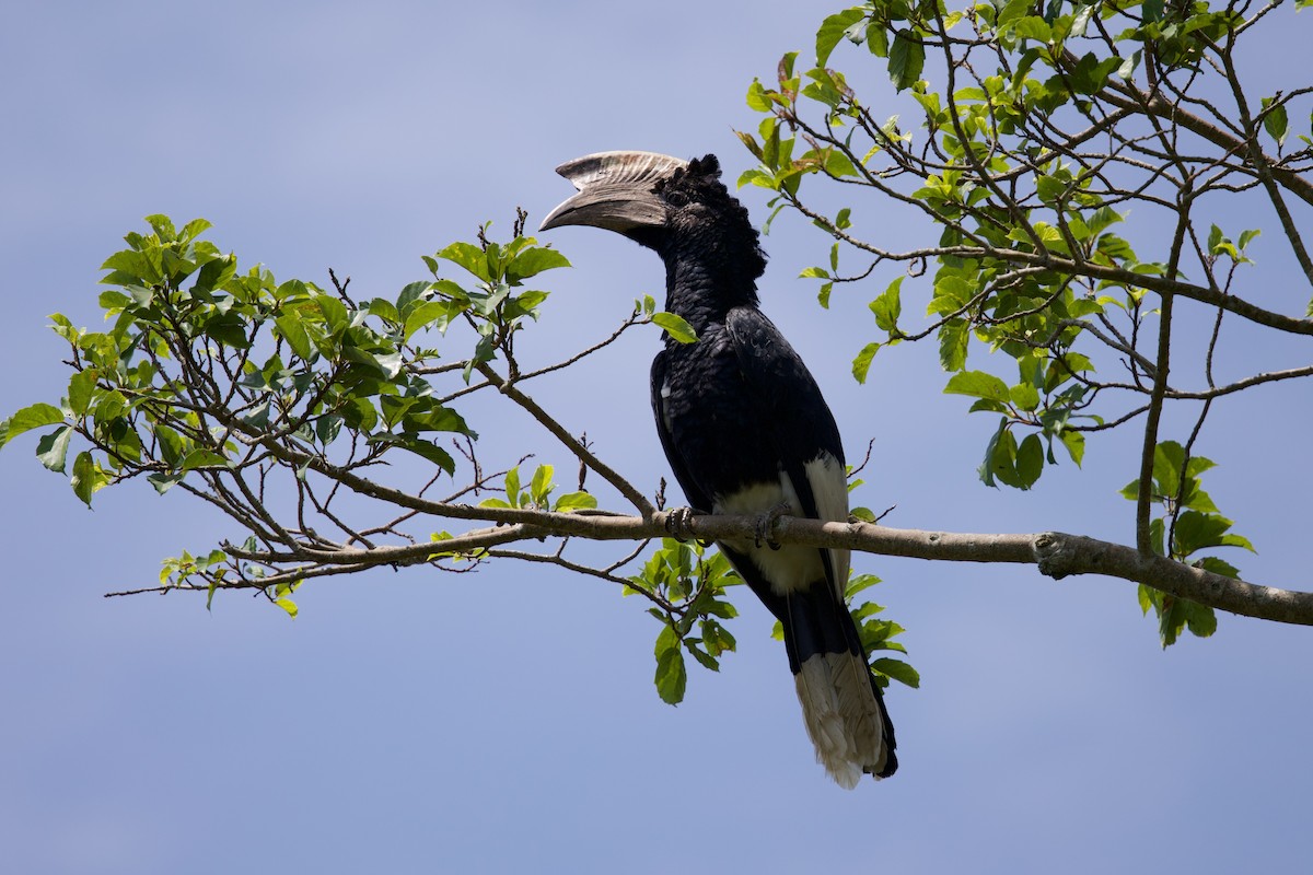 Black-and-white-casqued Hornbill - ML644917923