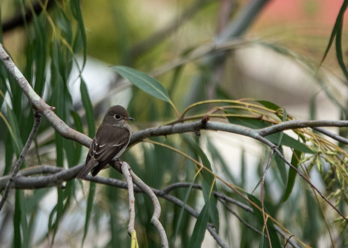 Дагуурын намнаахай - ML644917930