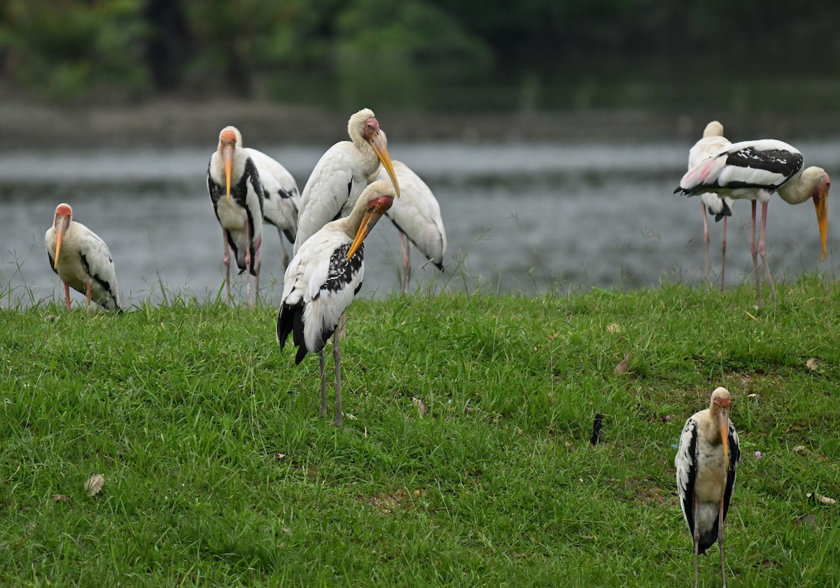 Расписной клювач - ML644917938
