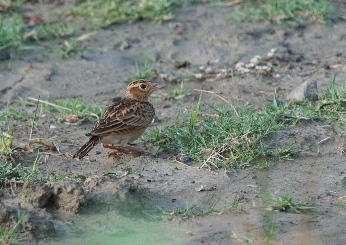 Oriental Skylark - ML644917949