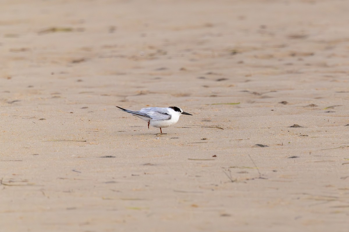 Little Tern - ML644917968