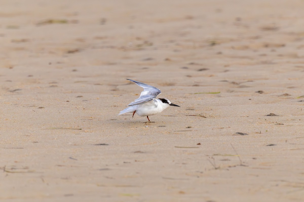 Little Tern - ML644917969