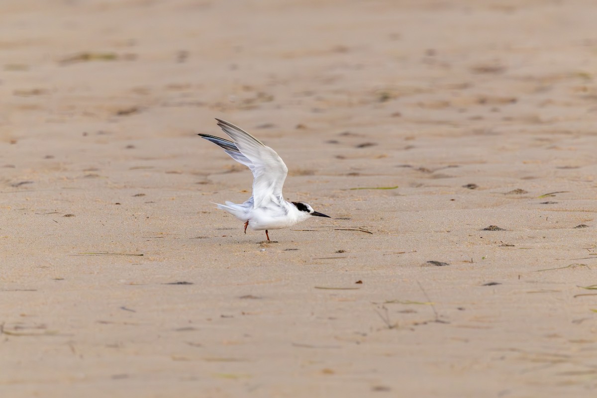Little Tern - ML644917970