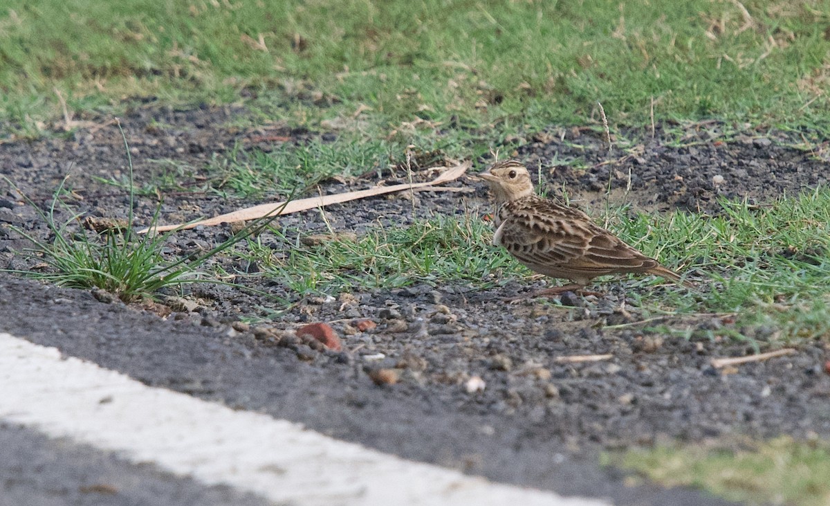 Oriental Skylark - ML644917975