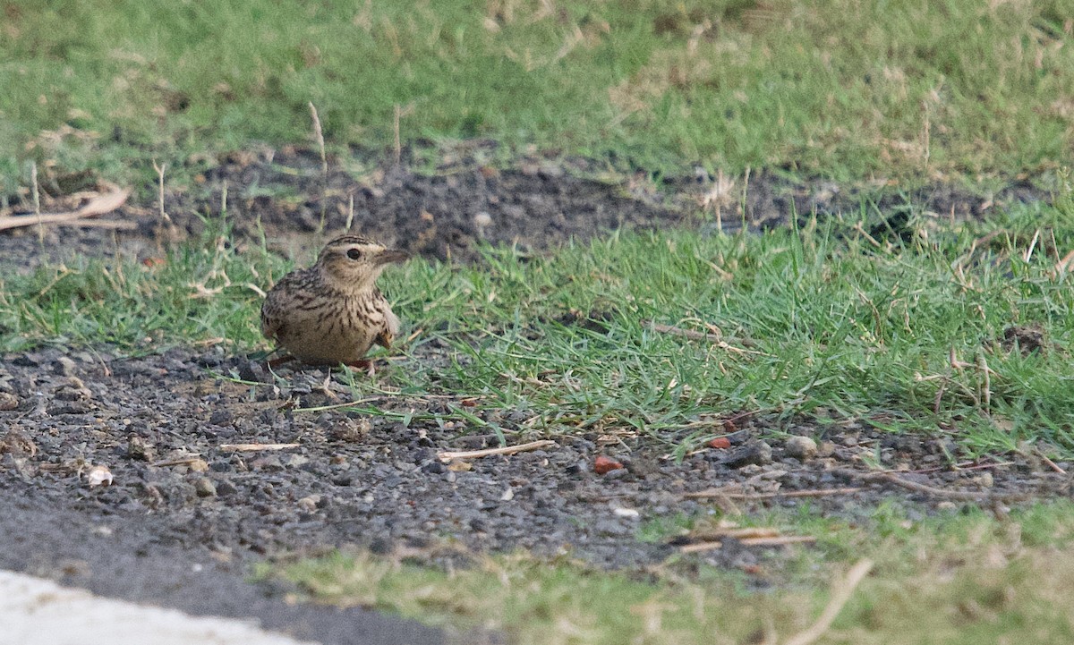 Oriental Skylark - ML644917976