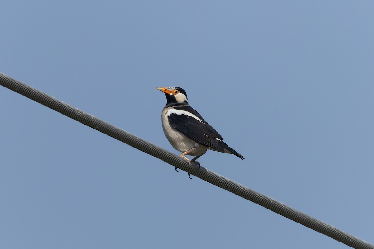 印度鵲椋鳥 - ML644918002