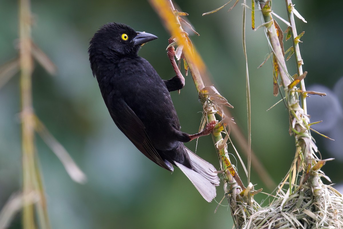 Vieillot's Black Weaver - ML644918003