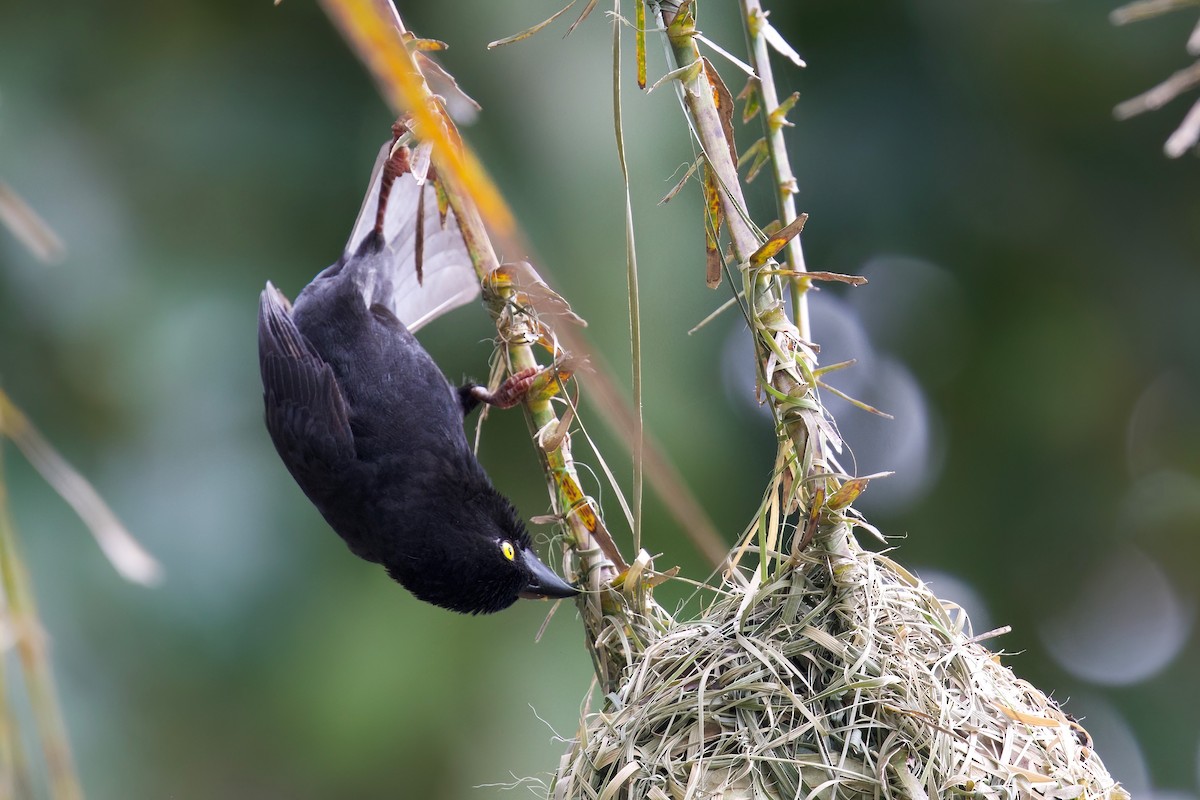 Vieillot's Black Weaver - ML644918004